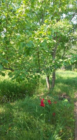 Участок на продажу в Истомино, Заречная ул, 72 фото №0