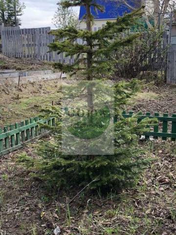 Участок на продажу в СНТ Берёзка Треста Камчатморгидрострой, Лесная фото №3