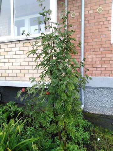 Квартира на продажу в Лесково, , 45 фото №3