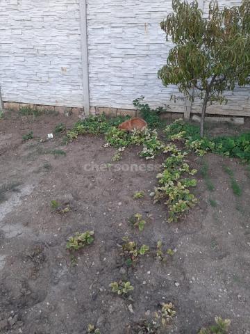 Дом на продажу в Севастополе (садоводческом товарищество Сельхозхимия), СНТ Сельхозхимия фото №3