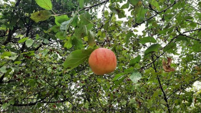 Дача на продажу в Саках, Главная ул. фото №4