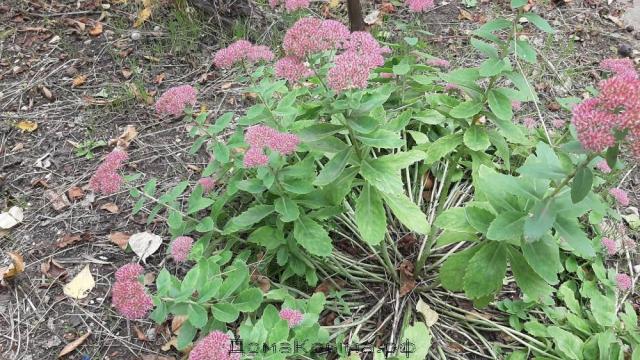 Дача на продажу в Саках, Главная ул. фото №6