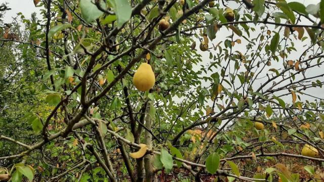 Дача на продажу в Саках, Главная ул. фото №7