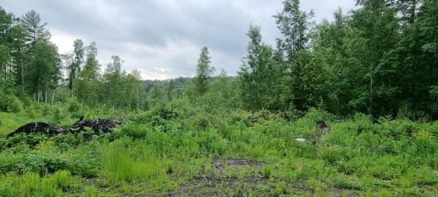 Участок на продажу в посёлке Еловый (Еловый нп) фото №2