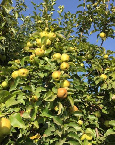 Участок на продажу в Ростове-на-Дону, Мозаичная улица фото №0