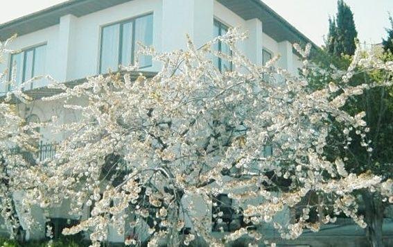 Дом на продажу по адресу Россия, Республика Крым, Ялта, Алупка, шоссе Свободы, 19 фото №7