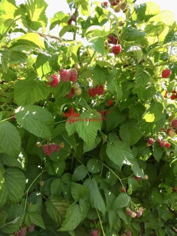 Дача на продажу в Белгороде, СТ Строитель (район ул. Дачная) Территория фото №9
