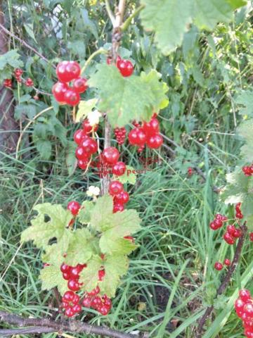 Дача на продажу в Белгороде, СТ Строитель (район ул. Дачная) Территория фото №10