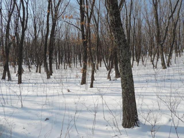 Участок на продажу в селе Владимиро-Александровское, Восточная улица, д.10 фото №3
